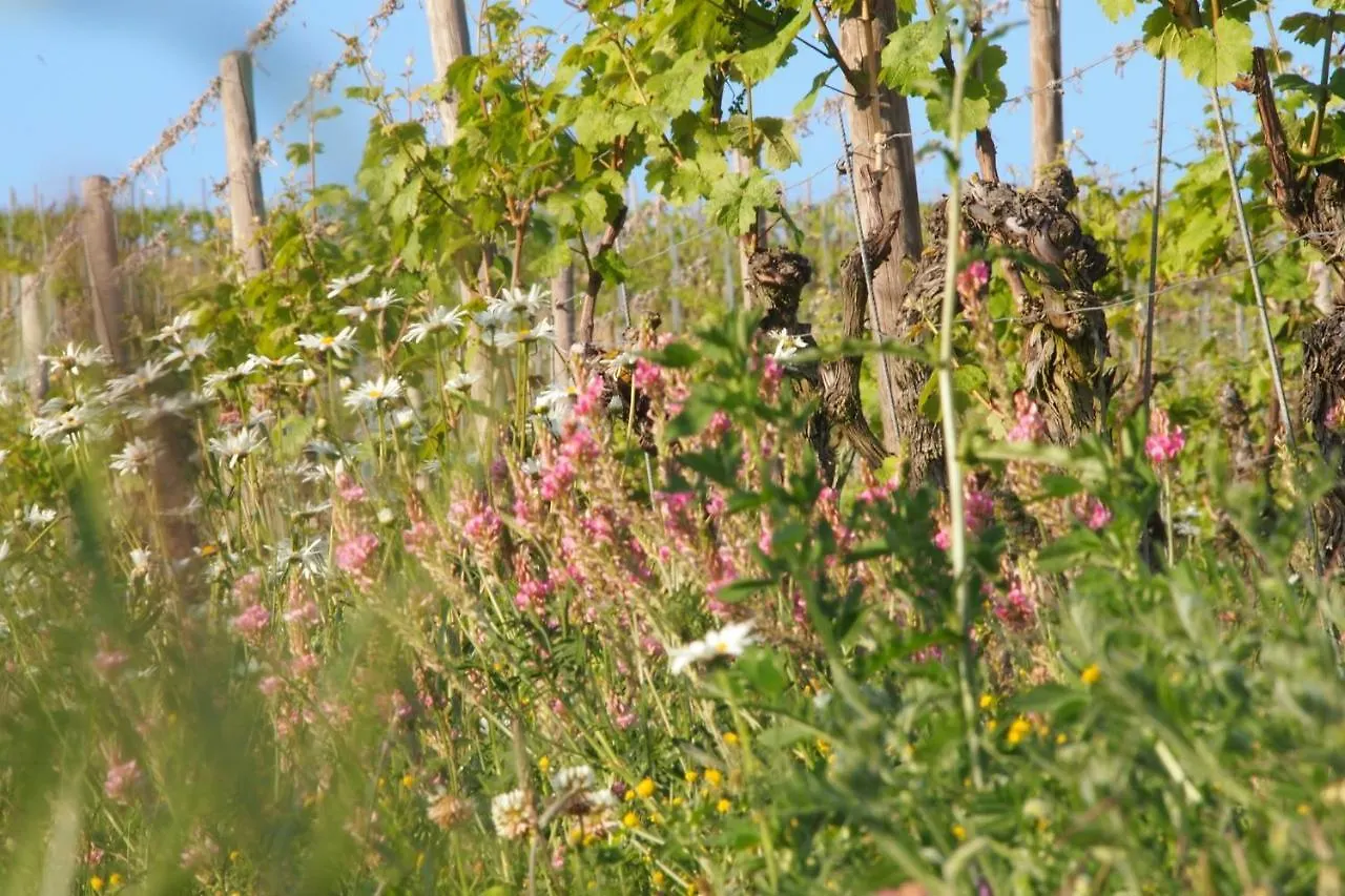Pension Weingut Schwab Thüngersheim 3*,